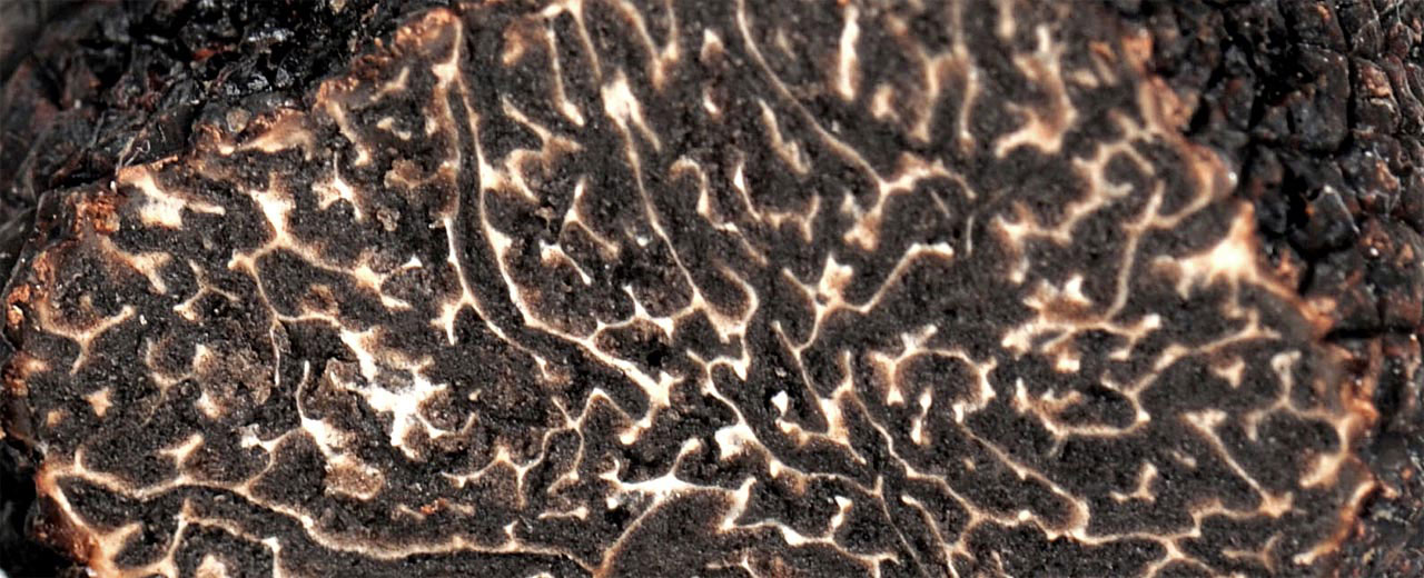 tartufo nero gratis